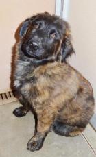 Tervuren Shep Male X Young