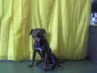 A593865 Urgent! Devore Shelter