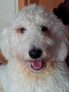 Dex, Young Komondor