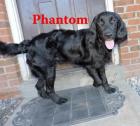 Phantom