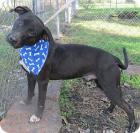 John Ramsey, Happy And Playful Black Lab Mix Boy!