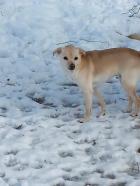 Blondie Angel-looks Like A Mini Lab!