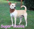 Sugar Cookie