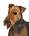 Airedale Terrier puppies