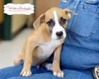 Deuce, A Boxer Mix Puppy Boy!