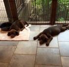 Choco Lab Mix Pup Litter