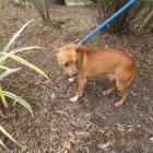 Jimmy-is A Quiet Italian Greyhound Mix Boy