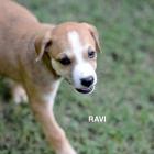 Ravi