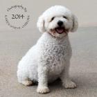 Bichon