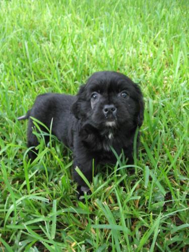 Gromit Sussex Spaniel | Noah's Dogs