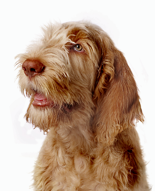 smeren Kolibrie Uitsluiting Italian Spinone dog breed information | Noah's Dogs