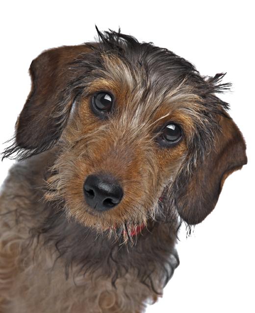 wire haired sausage dog