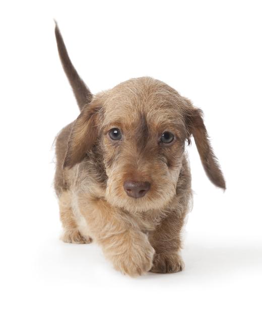 miniature wire haired dachshund puppy